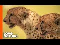 Cheetahs Team Up To Hunt For Food | Predator Perspective | Love Nature