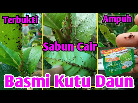 Video: Apa Itu Tungau Citrus Bud: Cara Mengobati Tungau Pada Pohon Jeruk
