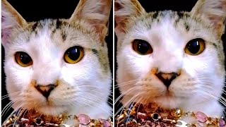 Funniest Animals 2022 - Pets Cats Meow Funniest Cats and Dogs - funny cats compilation