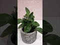 Хоть углу на столе будет рада неприхотливая пеперомия туполистная (Peperomia obtusifolia). Красота 🙂