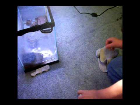 How To Force Feed a Frog or Toad the Right Way !EMERGENCIES ONLY!
