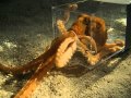 Octopus escaping through a 1 inch diameter hole