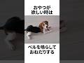 ビーグルは恐ろしいほど〇〇