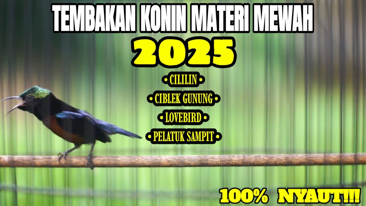 SUARA BURUNG KONIN MATERI TERBARU 2025 COCOK BUAT MASTERAN KOLIBRI NINJA