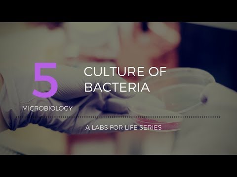 Culture of Bacteria