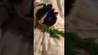 Oreo eats Dill