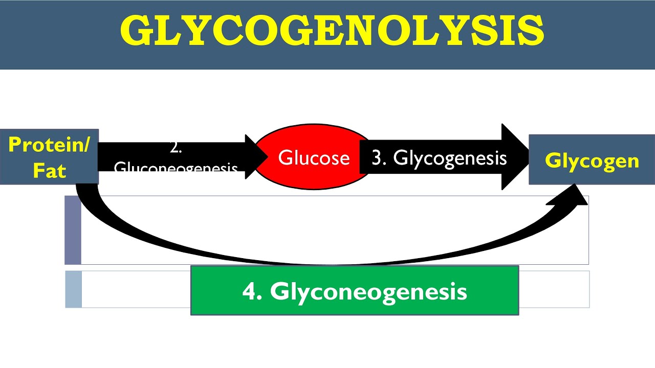 Glycogenolysis And Gluconeogenesis glycogenolysis-and-gluconeogenesis
