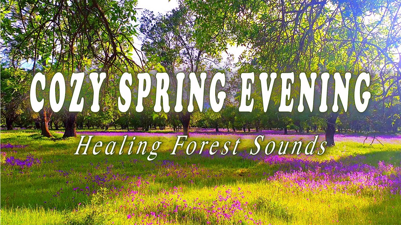 Relaxing Nature Ambience Meditation 🌷 Healing Sounds of a Lovely SPRING Evening in the FOREST