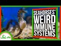 Seahorse Pregnancies Could Help us Treat HIV