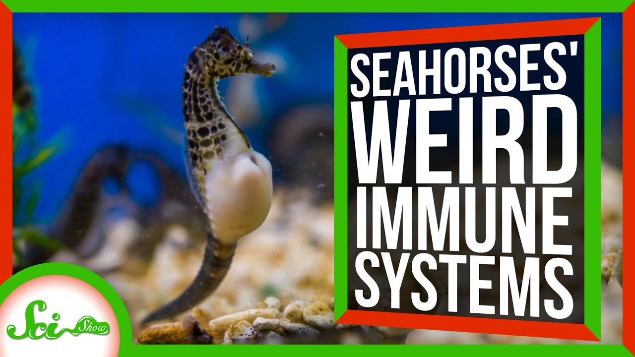 Seahorse Pregnancies Could Help us Treat HIV 