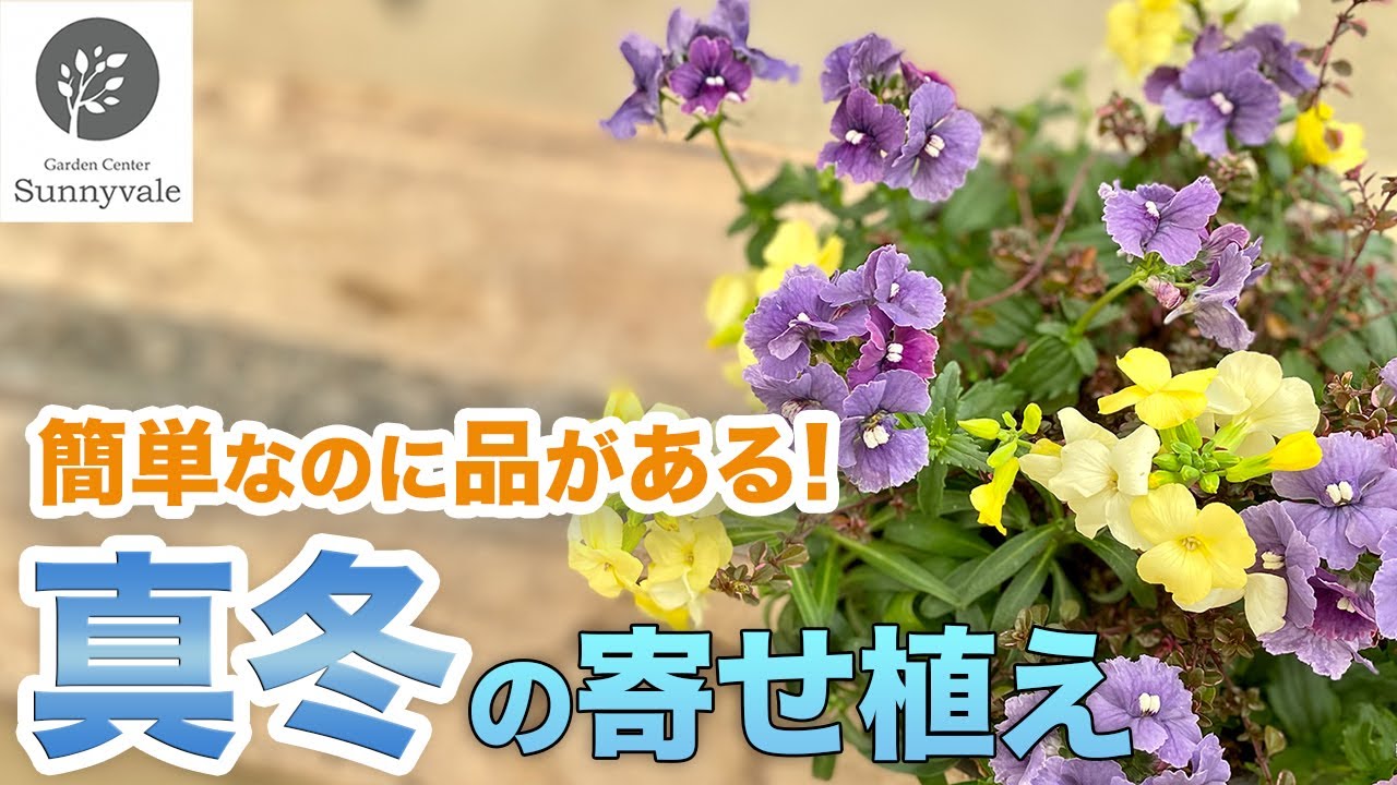 春にまだ間に合う！】簡単に作れる真冬にピッタリの寄せ植えをご紹介