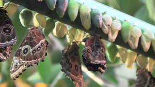 Morpho - From chrysalis to butterfly - We rescued a butterfly that fell out of the chrysalis!