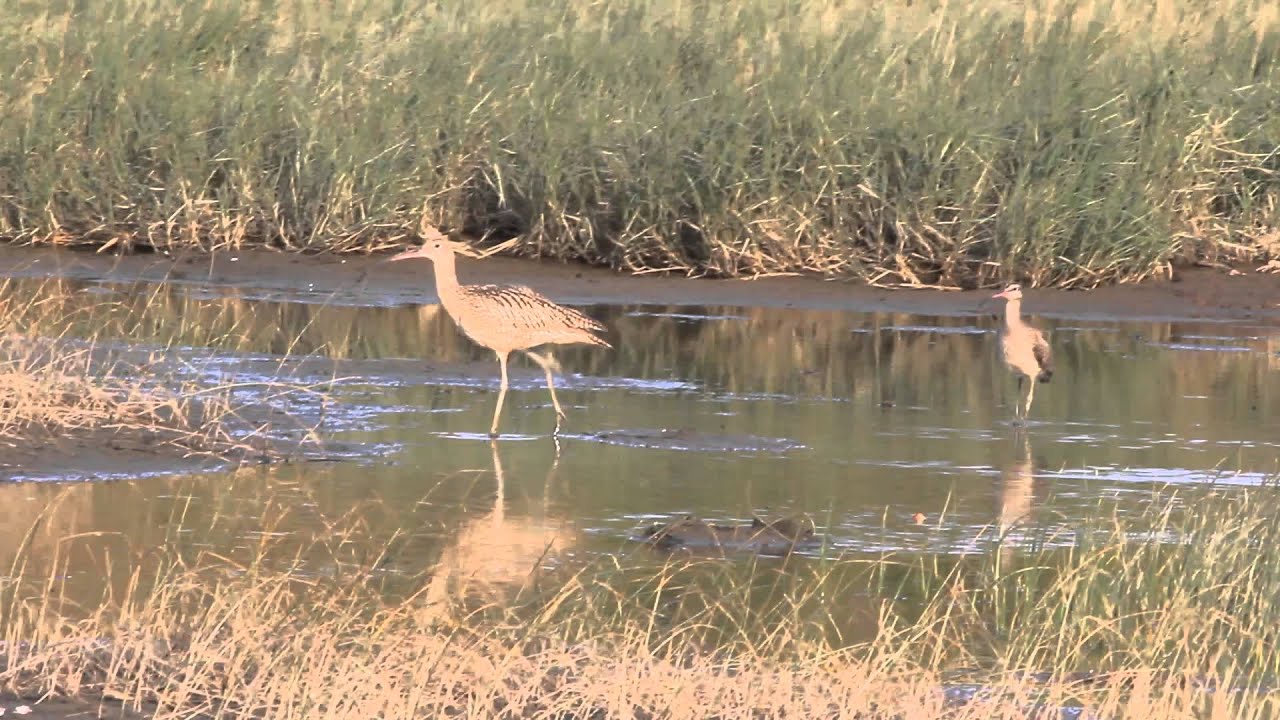 Far Eastern curlew vs. Whimbrel 黦鷸 vs. 中杓鷸 