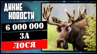 20 лосей за 1 загон /Дневная норма 100 кг рыбы/Икорная мафия/Голодные кабана/Дикие новости