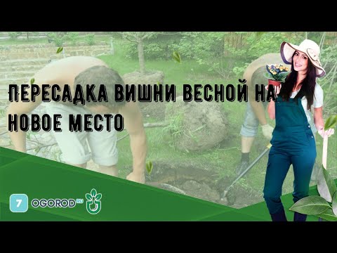 Пересадка вишни весной на новое место