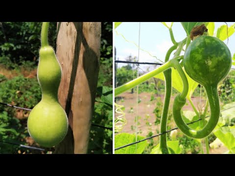 Video: Yılan Kabağı Bilgisi - Yılan Kabağı Nasıl Yetiştirilir