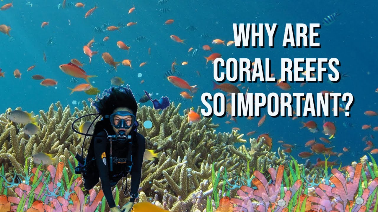 Ep.6 CTBU 1Minute + Takeover - Why Are Coral Reefs So Important? Rescue ...