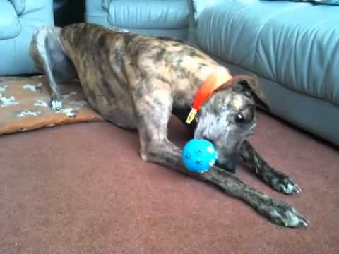 Tia Greyhound & Lurcher Rescue, Brandy Playing Wit...