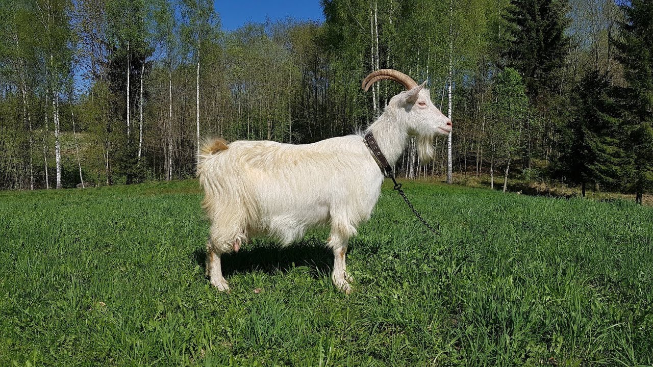 Коза 1 год. Испанская порода коз Малагуенья. Вязание коз. Это наша коза. Козы в СПБ.