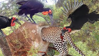 Massacre In Tree! Hornbill-Bird Parents Cooperate To Attack Leopard Madly To Save Baby From Death by Big Animals 9,042,725 views 2 years ago 10 minutes, 26 seconds