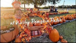 Pumpkin Patch Experience .˚⊹.🎃₊˚𖦹⋆