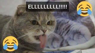 12 Minutes of Funny Cat Videos  EP 86