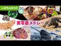 実写版メドレー「食虫植物・プランクトン・ウミウシ・変わったムシ・不気味・海・猛毒」