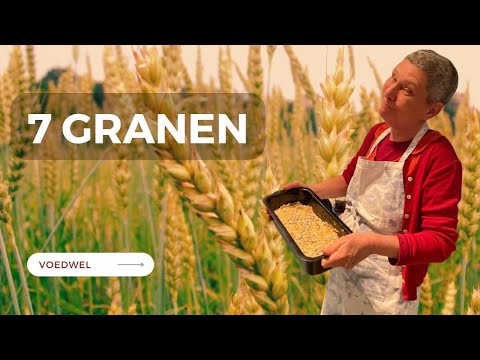 Video: Waar kwam tarwe oorspronkelijk vandaan?