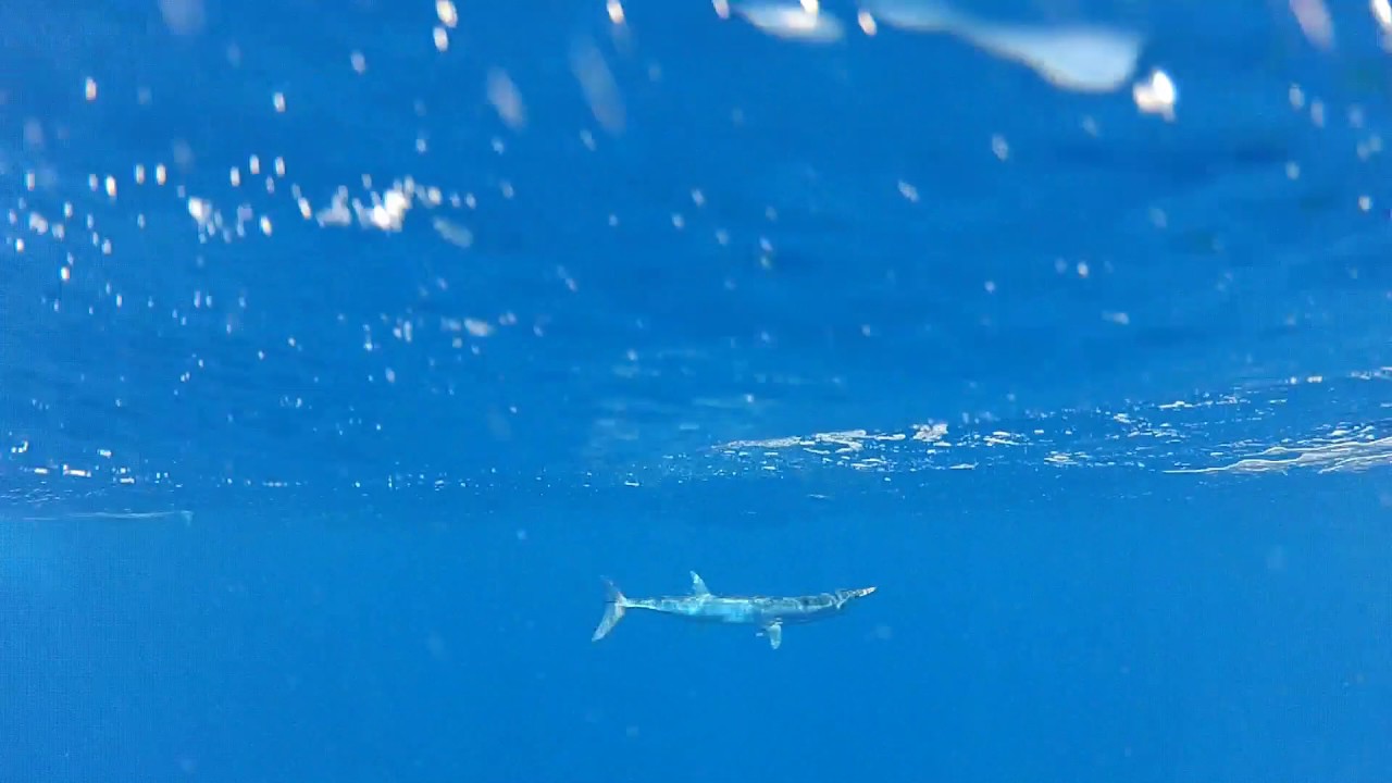 Shark Dive Snorkel Tour July YouTube