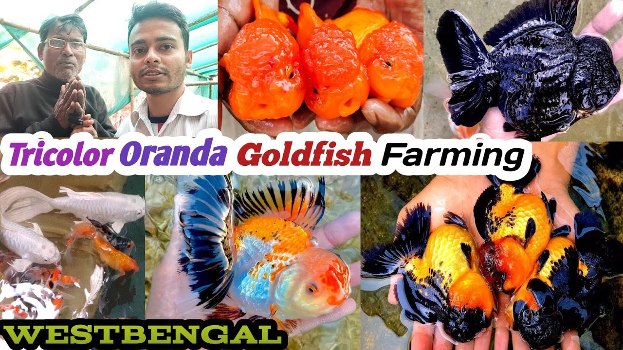 Old & Experience Aquarium Fish Farmer in Bengal Aquarium मछली पालन