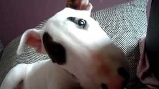 Bull Terrier 3 Mois