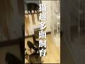 ねこ100匹飼われて夜逃げされた件！ #リフォーム #ねこ #リノベーション＃猫のいる生活＃夜逃げ＃飼育放棄＃多頭飼育