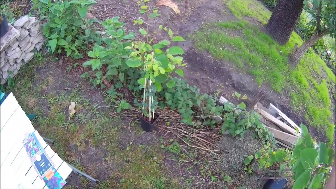 Fingerblättrige Klettergurke Schokoladenwein Akebia quinata