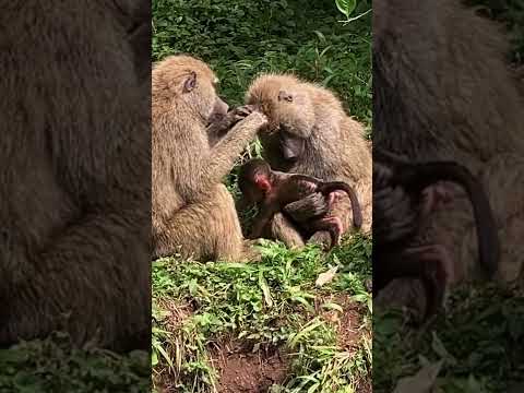 Crazy Baboon Behavior: