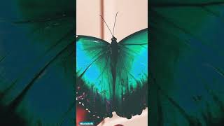 Emerald Blue Butterfly Blowing Butterfly