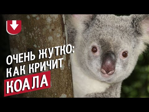 Жуть! Как кричат коалы