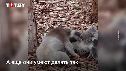 Жуть! Как кричат коалы