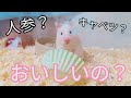 美味しい？と聞くと返事をしてくれる元捨てハムスターコロ吉