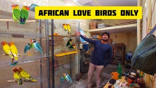 ஓரு வீட்ல AFRICAN LOVE BIRDS மட்டும் BREEDING பண்றாங்க ‼️🦜- SafiQ's Thought