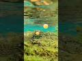Do Trout Actually Eat Fish Eggs?