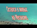 Остался в живых на Меганоме.