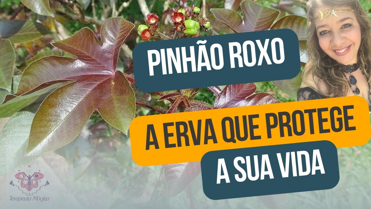 Pinhão Roxo: A Erva que Protege sua Vida e Quebra Todas as Demandas!