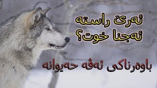 چە ند راستی ل دور گورگی | ئاخو ئەجنا بینت