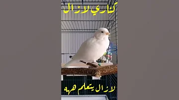 كناري صغير يتعلم التغريد 