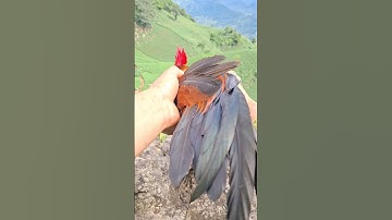 gà rừng mã vàng.qaib qus daj zoo kaws