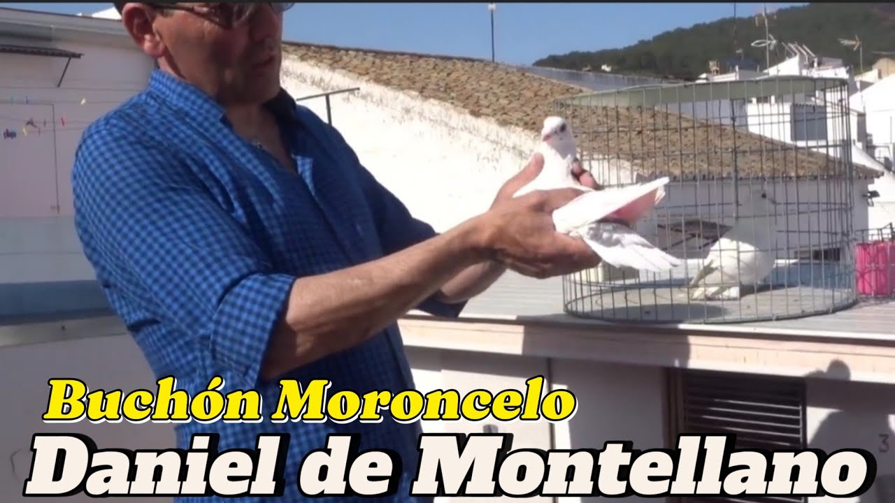 Recordemos a Daniel de Montellano. CRIADOR del Moroncelo de VUELO