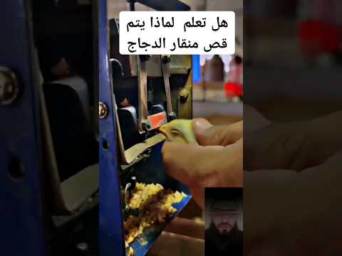 هل تعلم لماذا يتم قص منقار الدجاج شاهد الفيديو لاتعرف لماذا