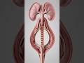 FemaleReproductiveSystemExplained|MedicalAnatomy Visualization#FemaleReproductiveSystem#HumanAnatomy