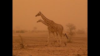 Niger 2005