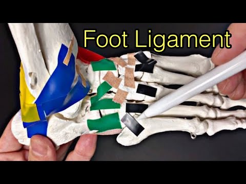 Video: Var är cuneocuboid-ligamentet beläget?